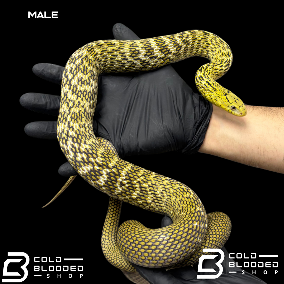 Serpiente rata rey china