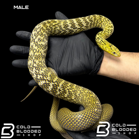 Serpiente rata rey china