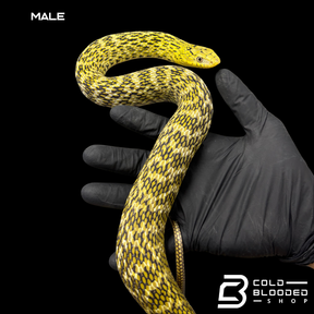 Serpiente rata rey china