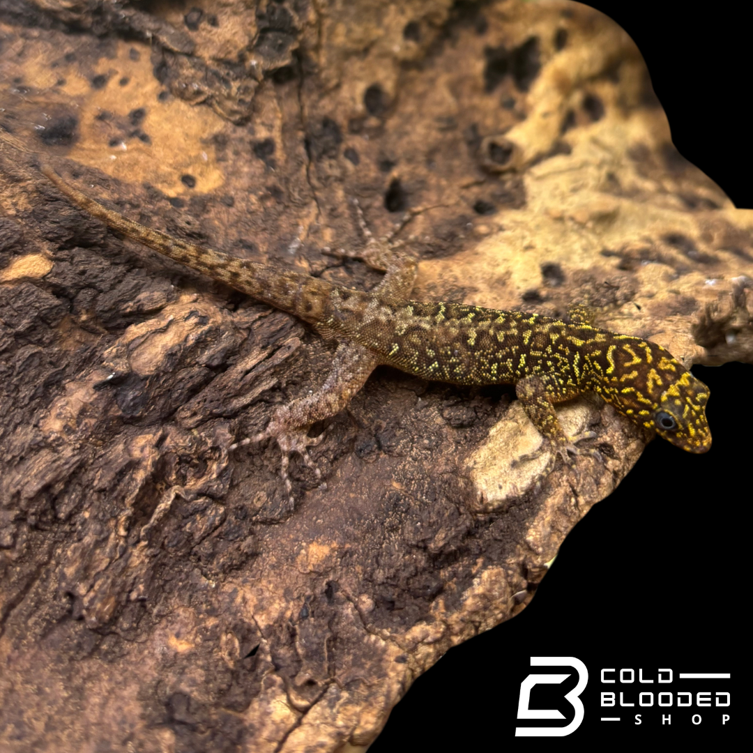 RARE! Annulated Gecko pairs  - Gonatodes annularis