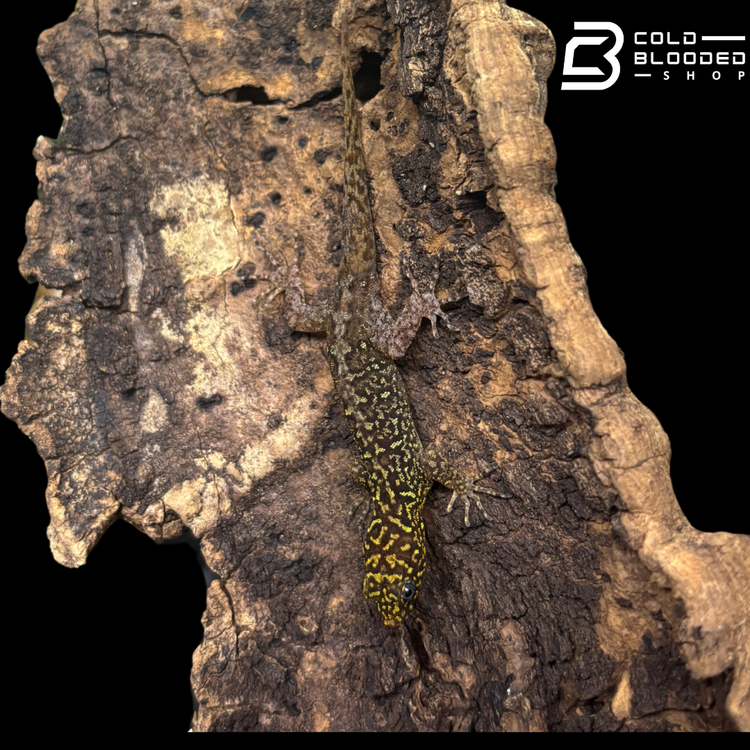 RARE! Annulated Gecko pairs  - Gonatodes annularis