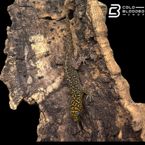 RARE! Annulated Gecko pairs  - Gonatodes annularis