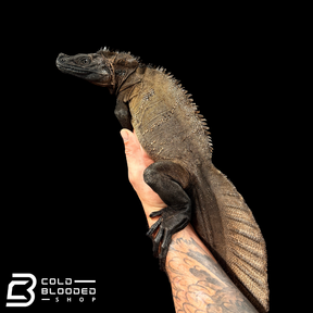 Adulto Negro Lagarto Dragón Sailfin - Hydrosaurus celebensis