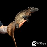 Adulto Negro Lagarto Dragón Sailfin - Hydrosaurus celebensis