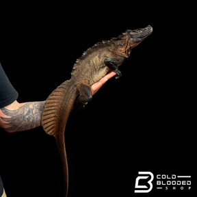 Adulto Negro Lagarto Dragón Sailfin - Hydrosaurus celebensis