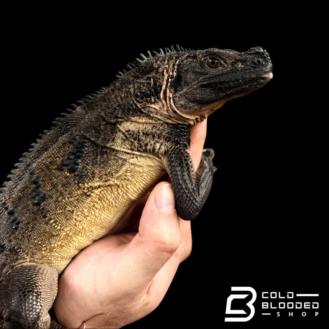 Adulto Negro Lagarto Dragón Sailfin - Hydrosaurus celebensis