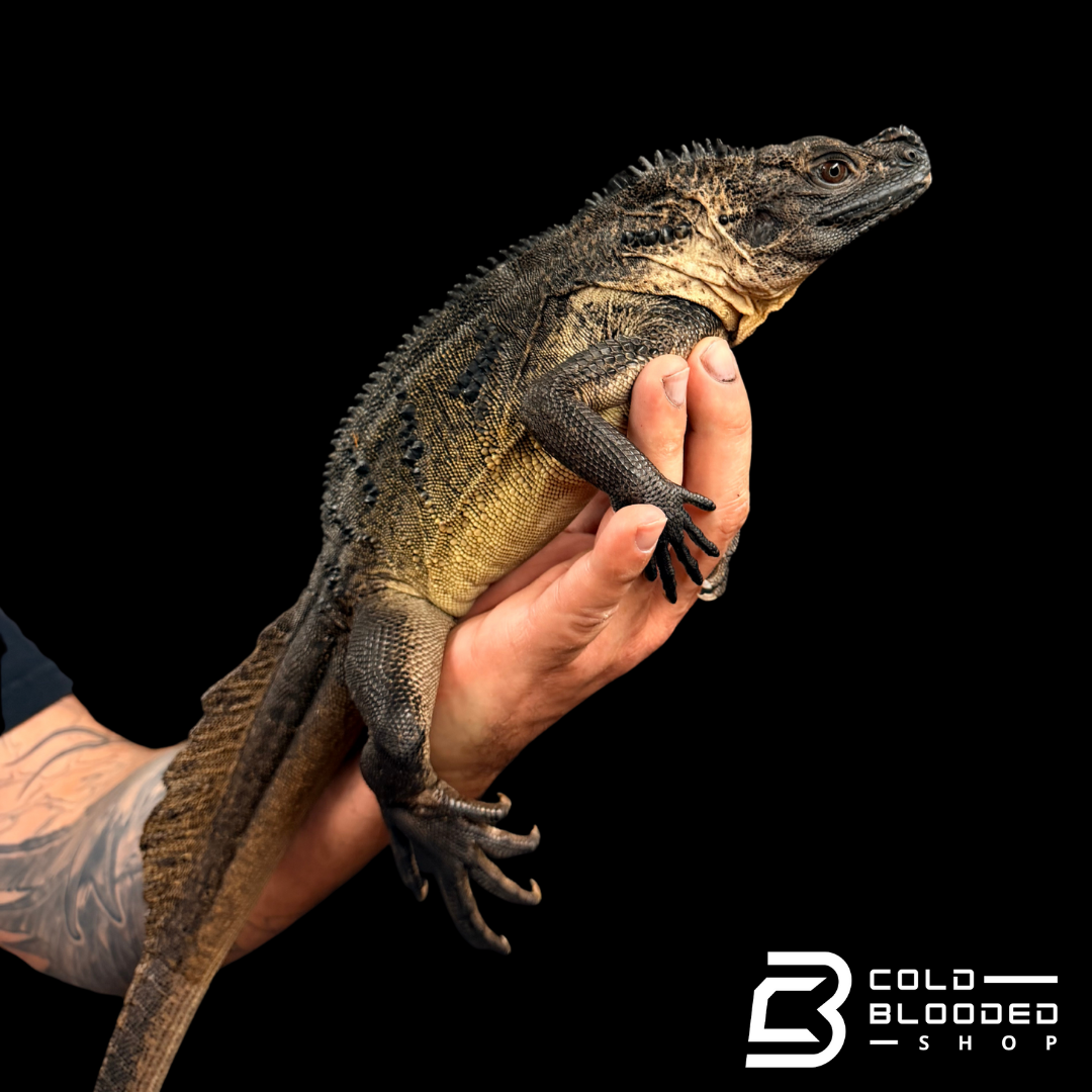 Adulto Negro Lagarto Dragón Sailfin - Hydrosaurus celebensis