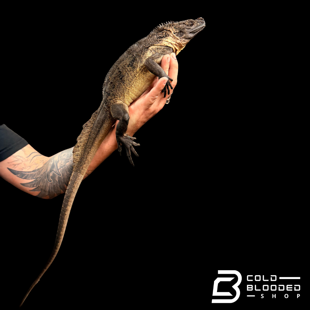 Adulto Negro Lagarto Dragón Sailfin - Hydrosaurus celebensis