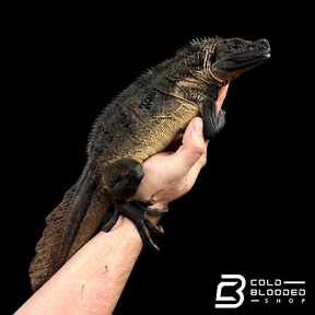 Adulto Negro Lagarto Dragón Sailfin - Hydrosaurus celebensis