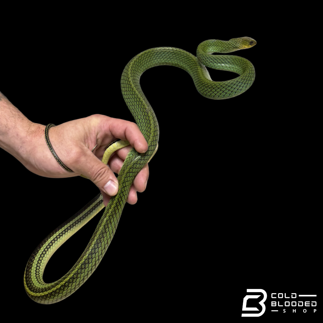 Green rat Snake #1 - Ptyas nigromarginata
