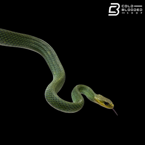 Green rat Snake #2 - Ptyas nigromarginata
