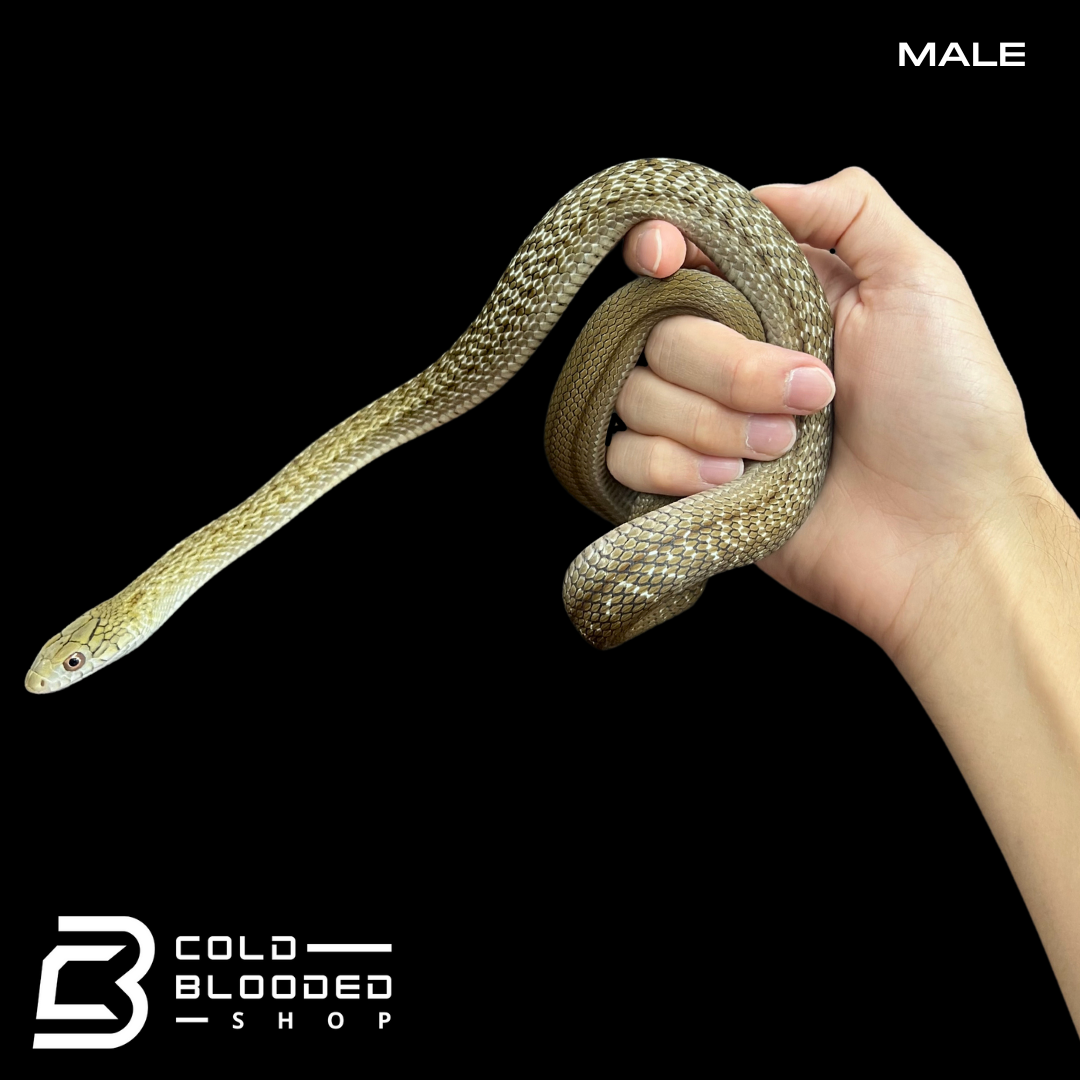 Pair of Japanese King Rat Snakes - Elaphe carinata yonaguniensis - Cold Blooded Shop