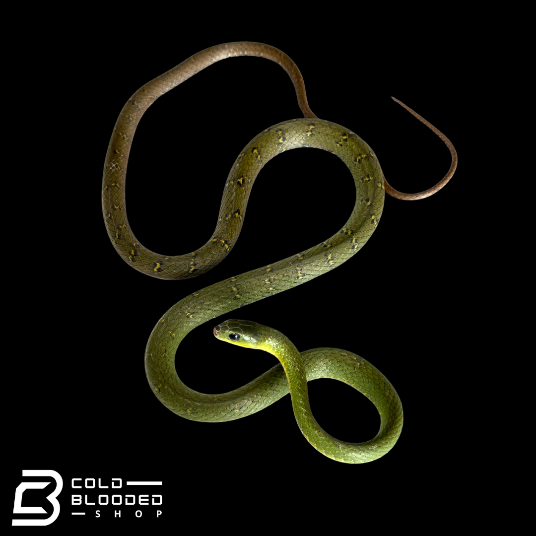 RARE! Many Banded Green Snakes - Ptyas multicincta