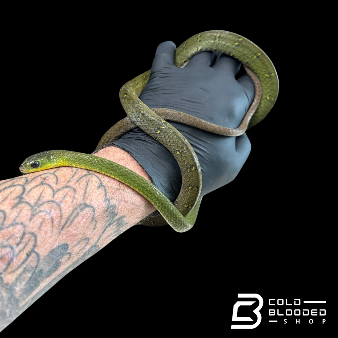 RARE! Many Banded Green Snakes - Ptyas multicincta