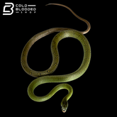 RARE! Many Banded Green Snakes - Ptyas multicincta