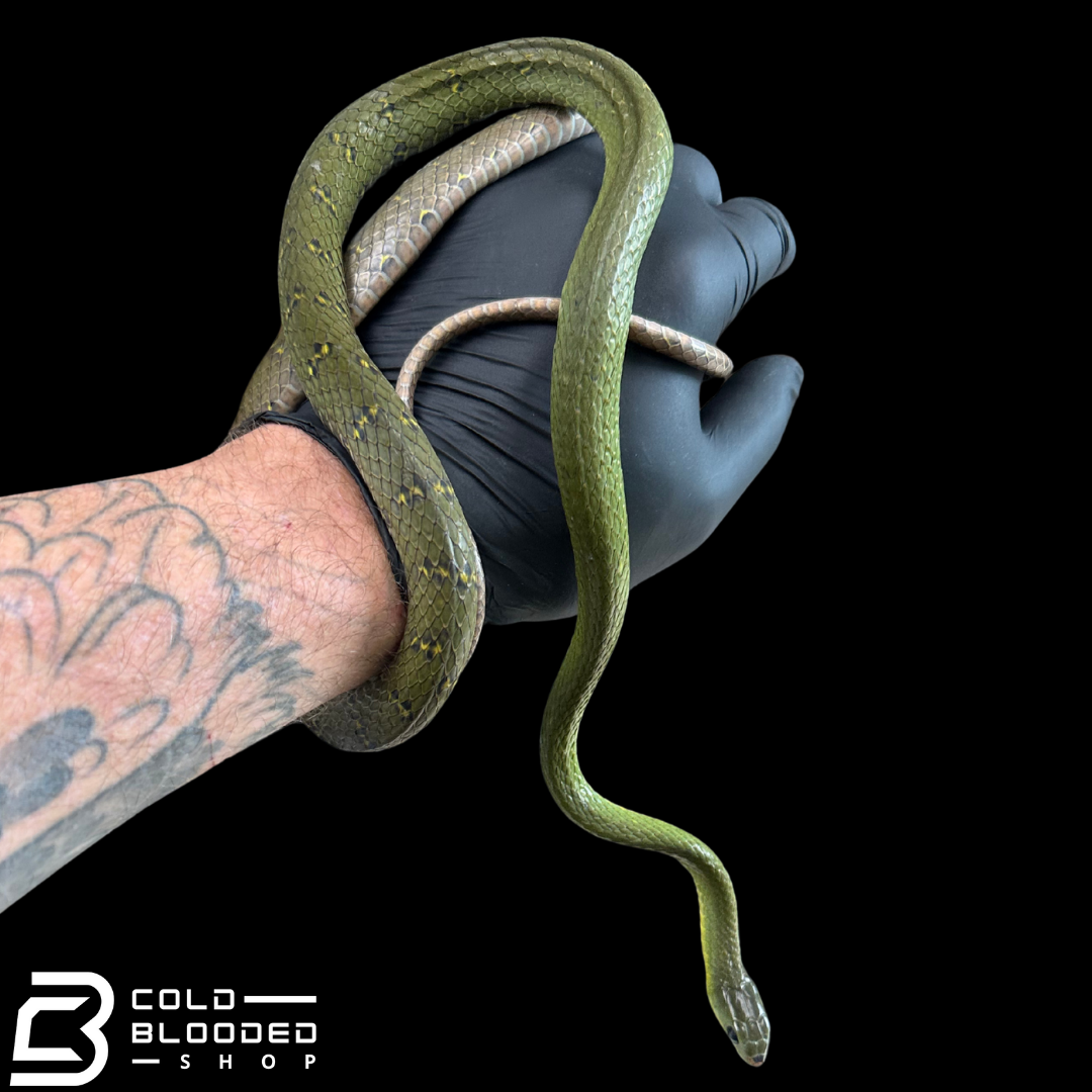 RARE! Many Banded Green Snakes - Ptyas multicincta