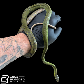 RARE! Many Banded Green Snakes - Ptyas multicincta