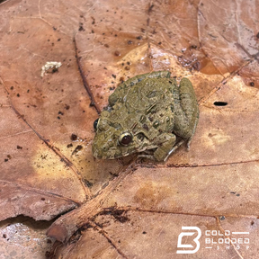 Rana de caca de pájaro vietnamita - Theloderma asperum