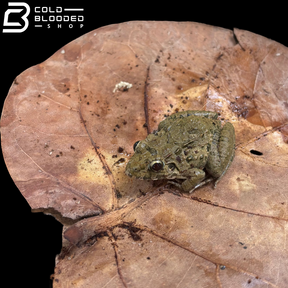 Rana de caca de pájaro vietnamita - Theloderma asperum