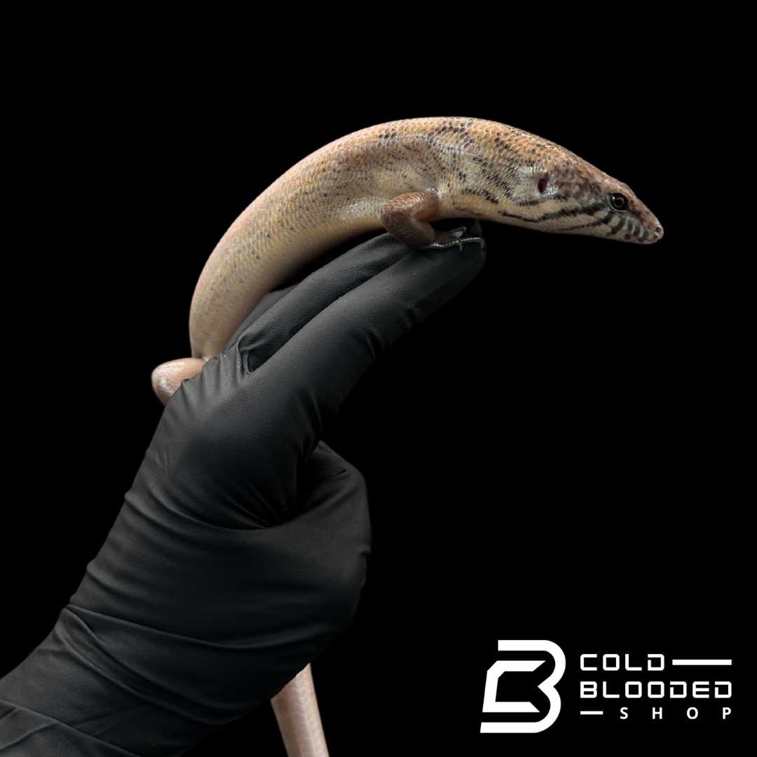 Adult Mastiff Giant Skinks - Eugongylus mentovarius