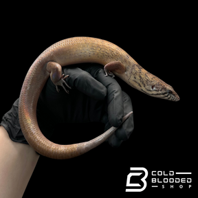 Adult Mastiff Giant Skinks - Eugongylus mentovarius