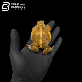 Miyako toad - Bufo gargarizans miyakonis