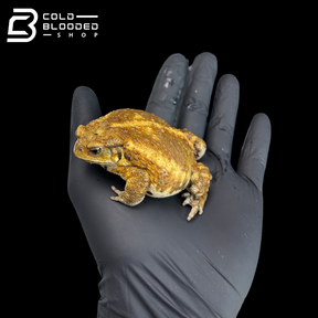 Miyako toad - Bufo gargarizans miyakonis