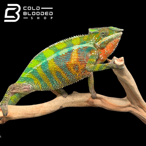 Ambilobe Panther Chameleon - Furcifer pardalis #2