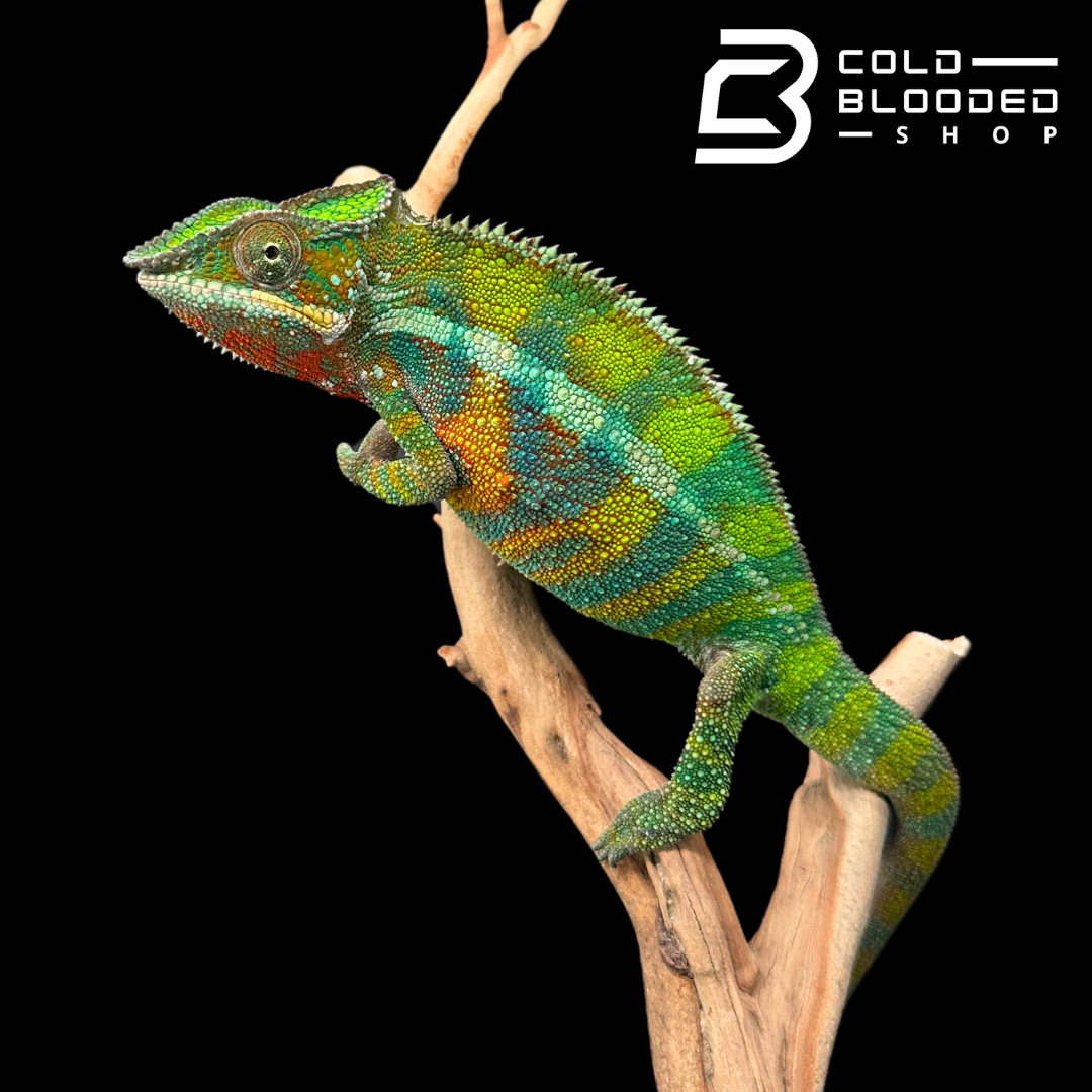 Ambilobe Panther Chameleon - Furcifer pardalis #2