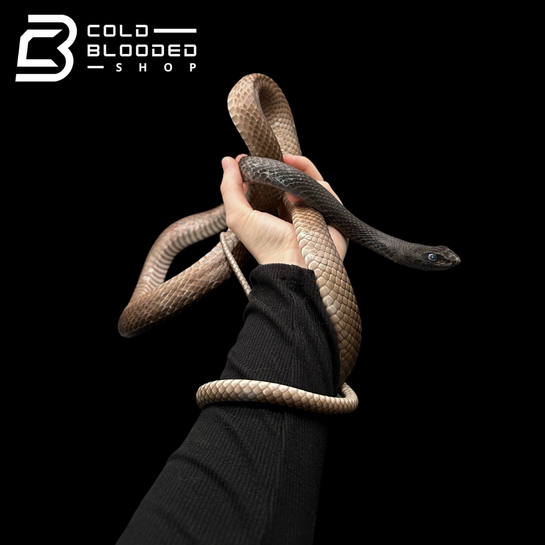 Adult Female Eastern Coachwhip - Masticophis flagellum