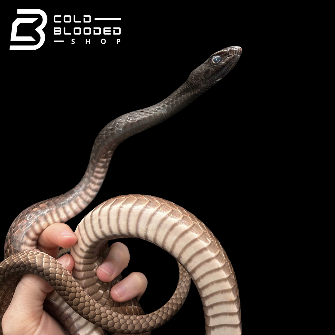 Adult Female Eastern Coachwhip - Masticophis flagellum