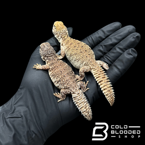 Bebé Uromastyx adornado