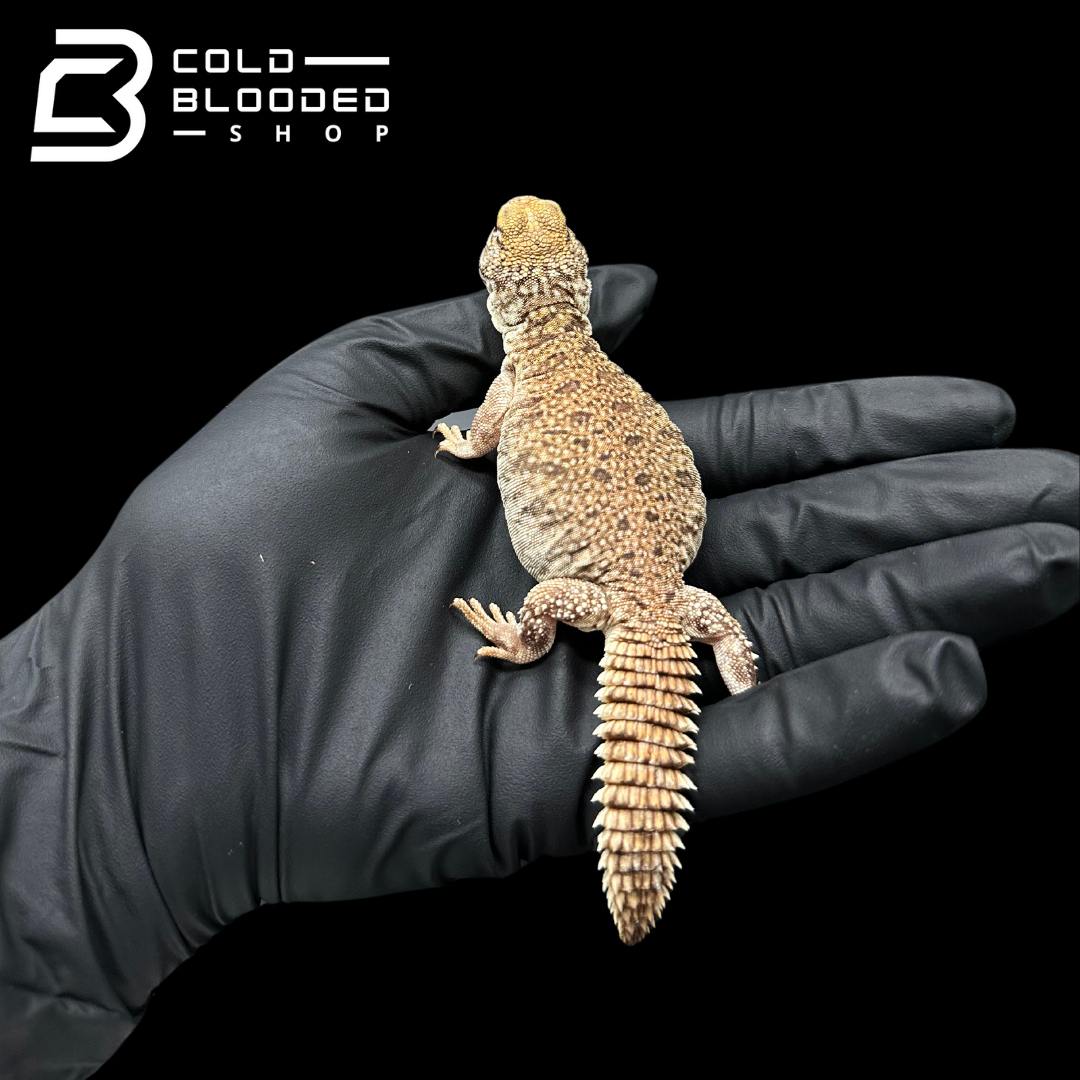 CB Baby High Yellow Moroccan Uromastyx - Uromastyx acanthinura nigriventris