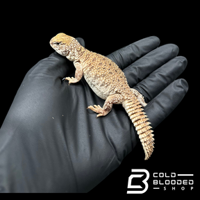 Bebé Uromastyx adornado