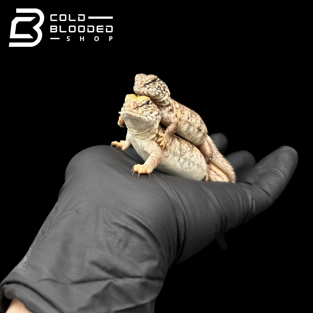 Bebé Uromastyx adornado