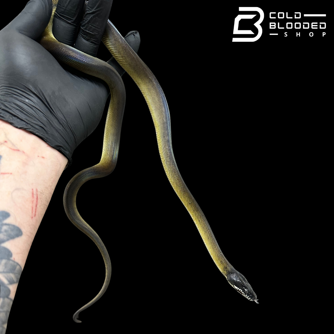 White Baby Python Snakes Baby Northern White Lipped Pythons - Leiopython albertisii