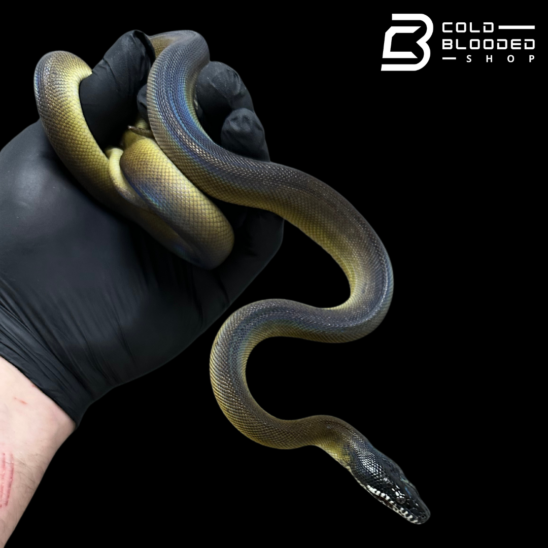 Baby Northern White Lipped Pythons - Leiopython albertisii