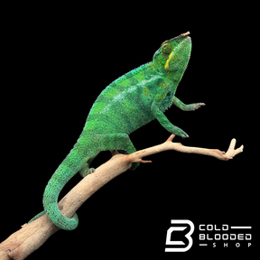 Nosy Be Panther Chameleon - Furcifer pardalis #1