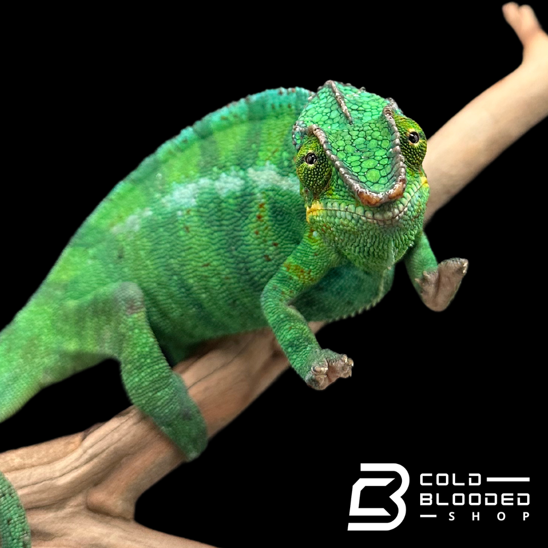 Nosy Be Panther Chameleon - Furcifer pardalis #1