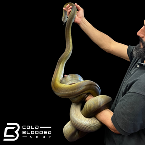 Adult Female Papuan Python - Apodora papuana - Cold Blooded Shop