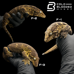 Adult Female GT Leachianus Geckos - Rhacodactylus leachianus 1-3