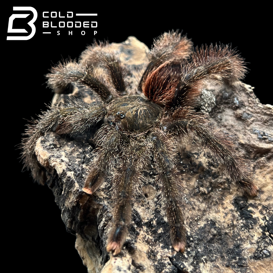 Peruvian Pinktoe Tarantula - Avicularia juruensis - Cold Blooded Shop