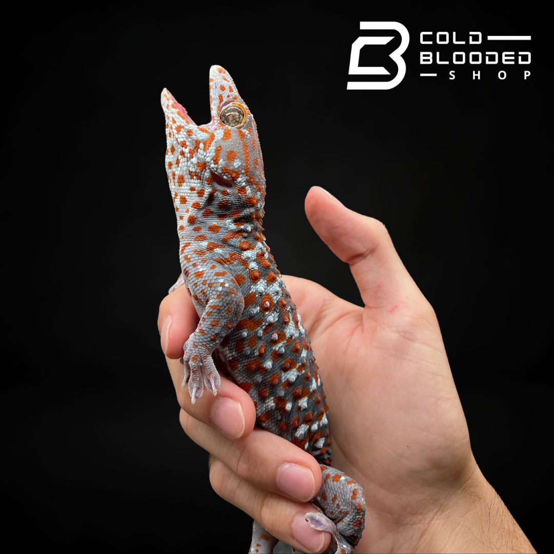 Male Paradox Candy Tokay Gecko - Gekko gecko