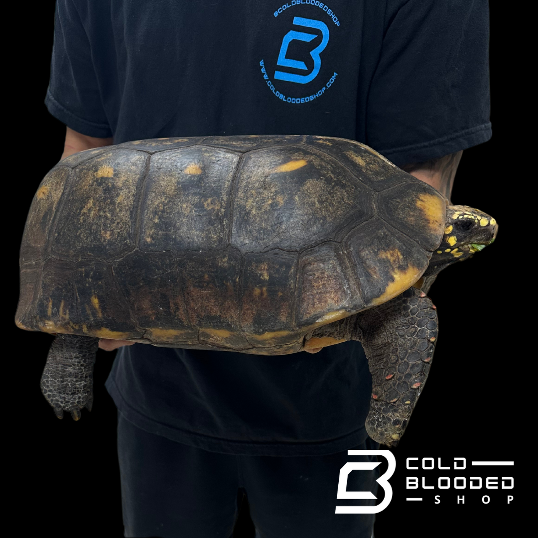 GIANT Suriname male Red-foot Tortoise - Chelonoidis carbonaria
