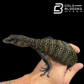STUNNER! #4 Batanta Island Peach-throated Monitor - Varanus jobiensis