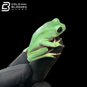 Phyllomedusa chaparroi