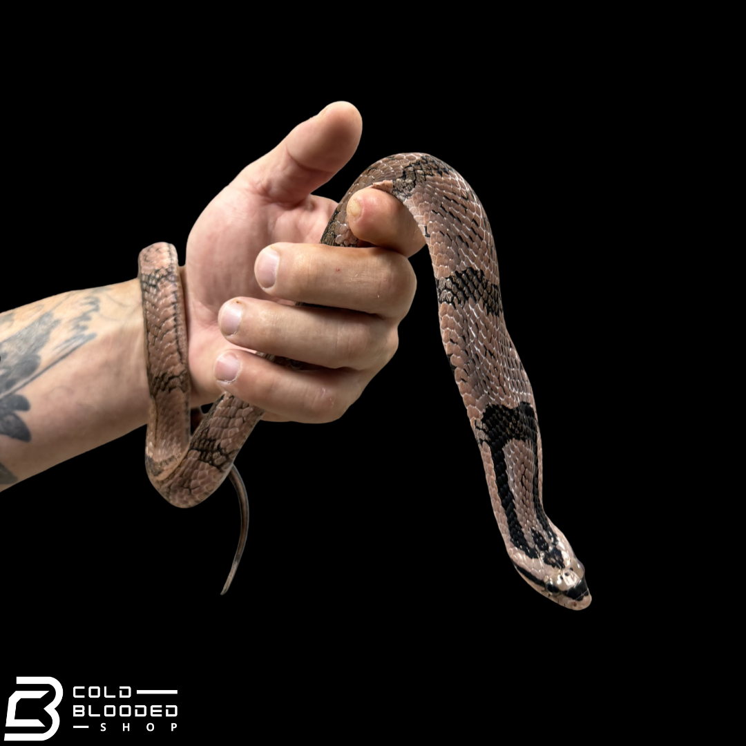 Bamboo False Cobra - Pseudoxenodon bambusicola