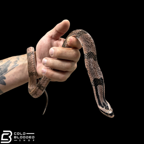 Bamboo False Cobra - Pseudoxenodon bambusicola