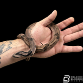 Bamboo False Cobra - Pseudoxenodon bambusicola