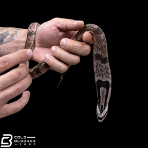 Bamboo False Cobra - Pseudoxenodon bambusicola